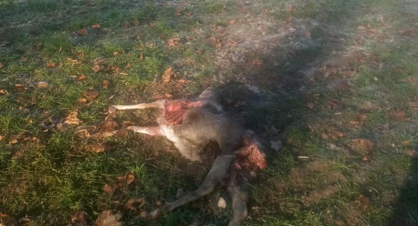 Wilki w Gałowie. Rozszarpane zwierzę na polu, niedaleko zabudowań