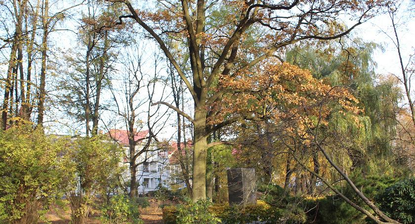 Park w Szczecinku: To jest dąb z historią