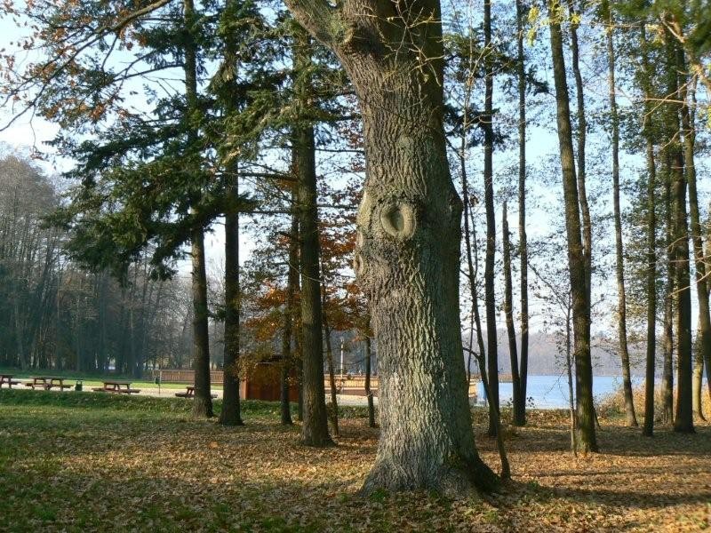 Dąb koło wieży Bismarcka legalnie pomnikiem przyrody – jeszcze w tym roku