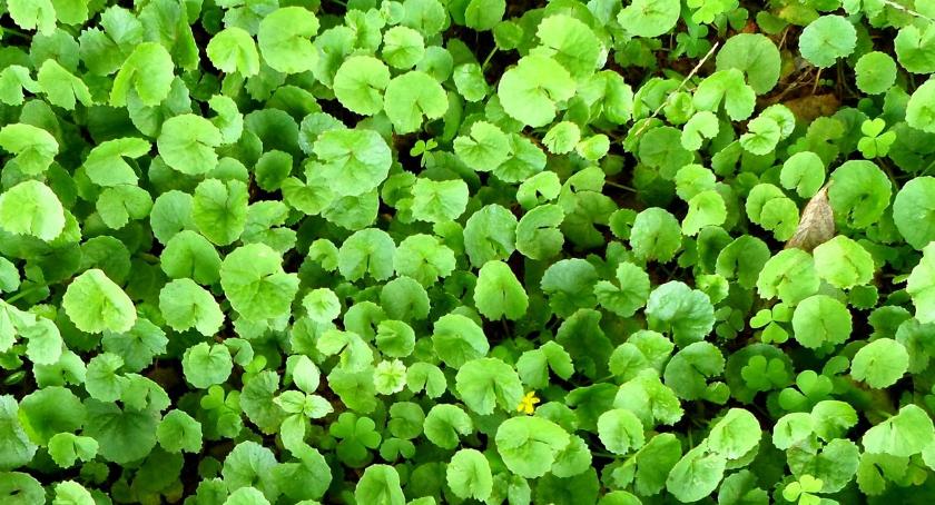 Gotu kola, czyli jak działa wąkrota azjatycka