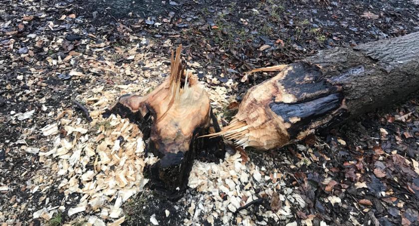 Bobry nad jeziorem w Szczecinku mają się dobrze [Wrzuć Temat]