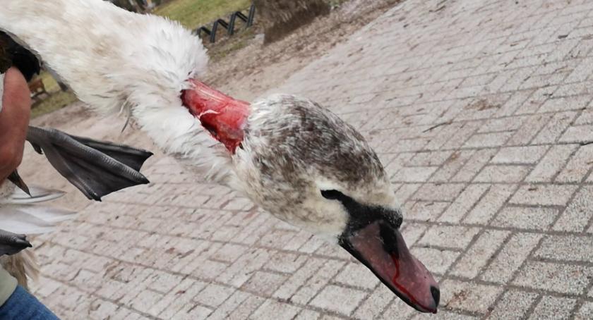 Kolejny łabędź z przygryzioną szyją. Ten miał wiele szczęścia
