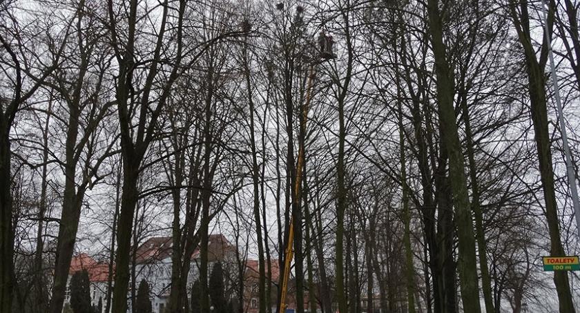 Zlikwidują ptasie gniazda i przytną drzewa. Gawrony przeszkadzają i muszą się przeprowadzić