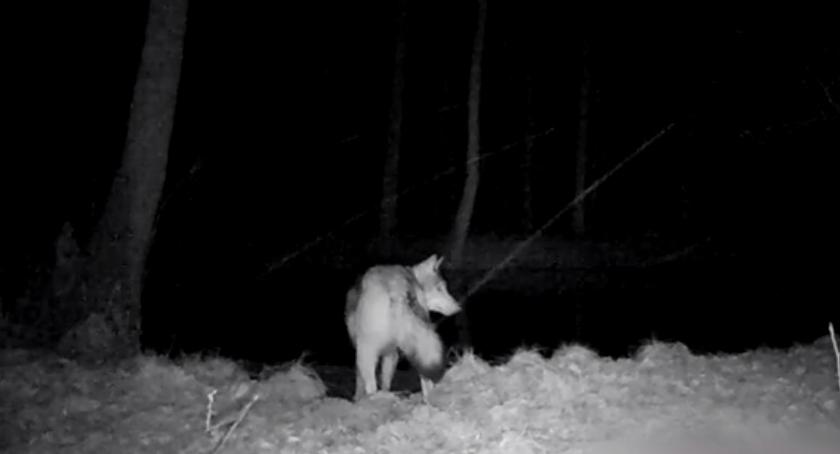 Nocna przeprawa przez rzekę. Wilki w Gwdzie Wielkiej!
