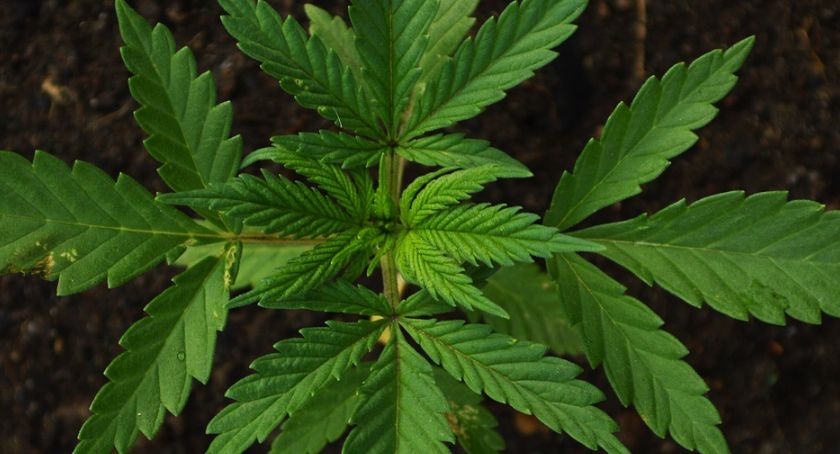 Zatrzymani z narkotykami. Znów marihuana i amfetamina