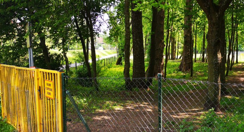 Ubędzie nam jeden pomnik przyrody