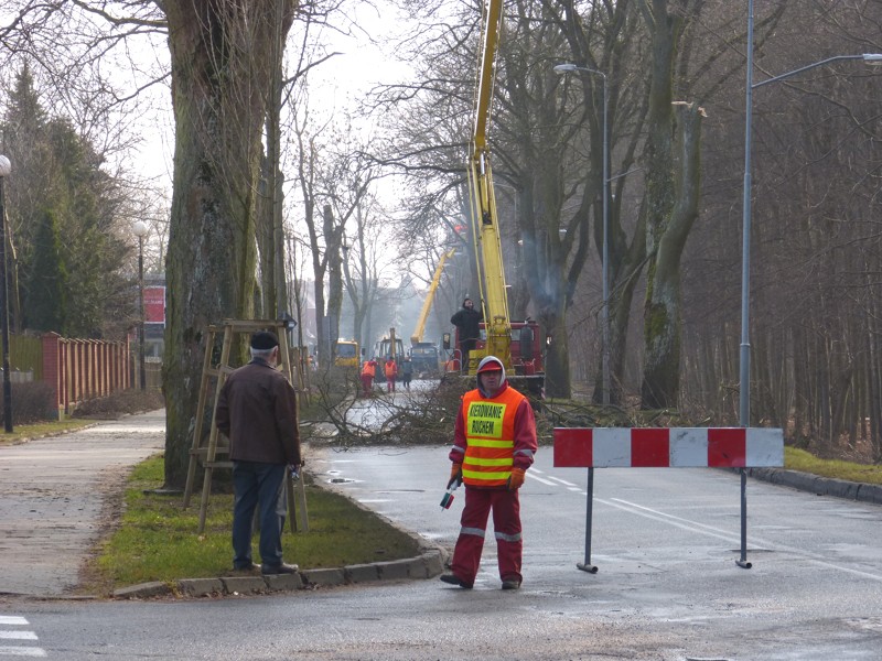 Drogowcy tną drzewa. Kościuszki zamknięta (akt.)