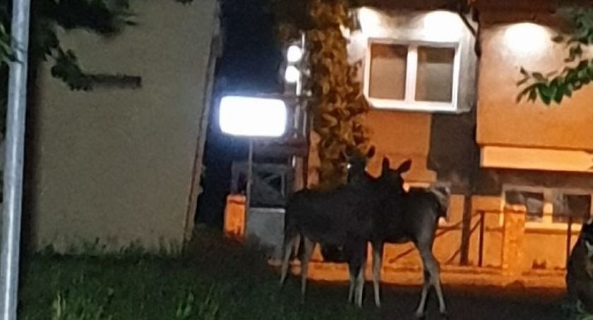Spacerujesz wieczorem? Uważaj na łosie w parku!