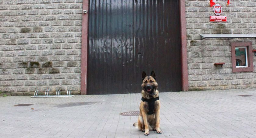 Nero, czyli czworonożny funkcjonariusz Służby Więziennej w Szczecinku