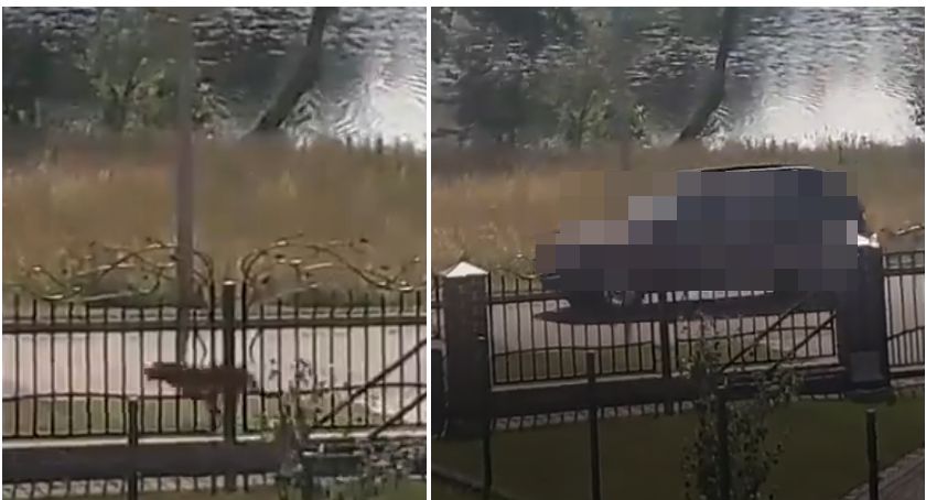 „Spacer” z psem po szczecinecku: wypuszcza czworonoga i jeździ za nim samochodem