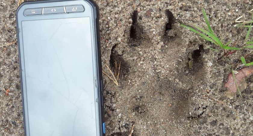 Wilki pod Szczecinkiem. Świeże wilcze tropy znalezione w Nadleśnictwie Czarnobór