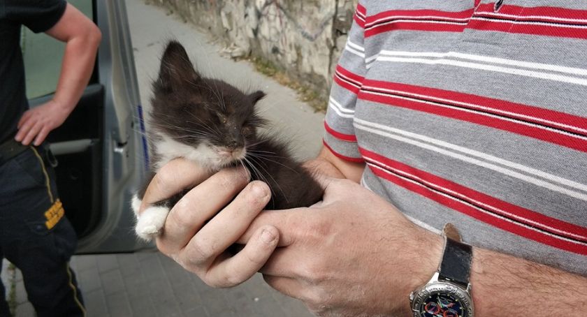 Uratowali małego kotka uwięzionego w ścianie piwnicy