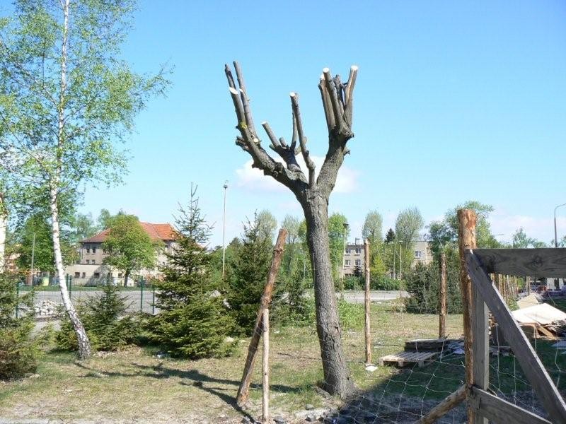 Ostrzygł drzewa, dostał karę. 327 tysięcy złotych!