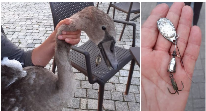 Łabędź w Szczecinku znów połknął żyłkę