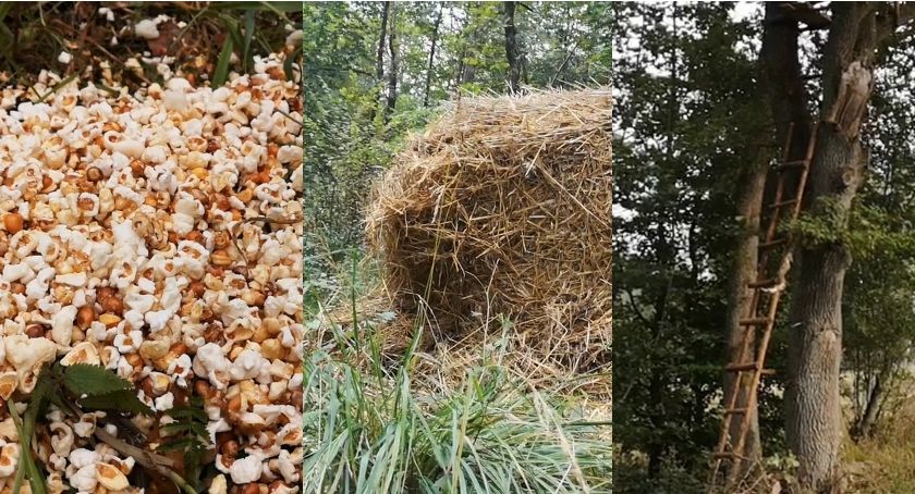 Jak strzelać do zwierząt, to tylko z bliska? I z popcornem