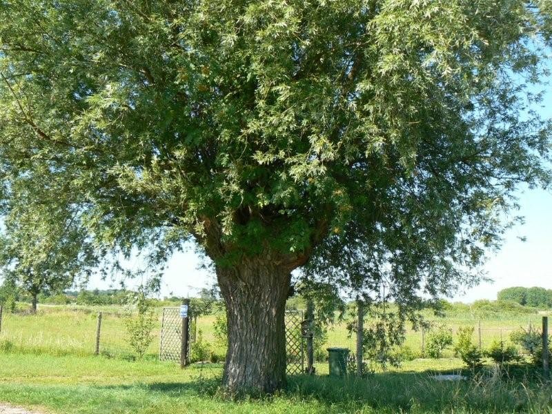 Jarzębina na wierzbie. Możliwe? Oczywiście, że tak!