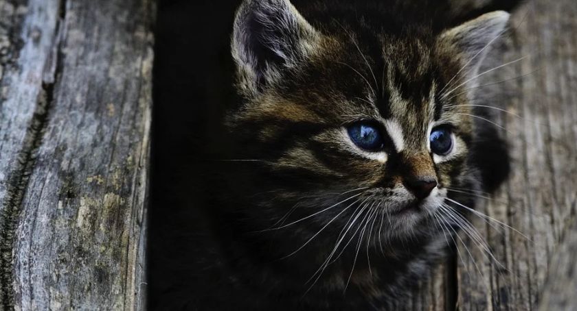 Strażacy ze Szczecinka uwolnili uwięzionego kota. Tygodniowy raport