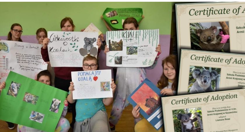 Dzieci ze Szczecinka dla Australii. Uczniowie SP nr 4 adoptowali koale!