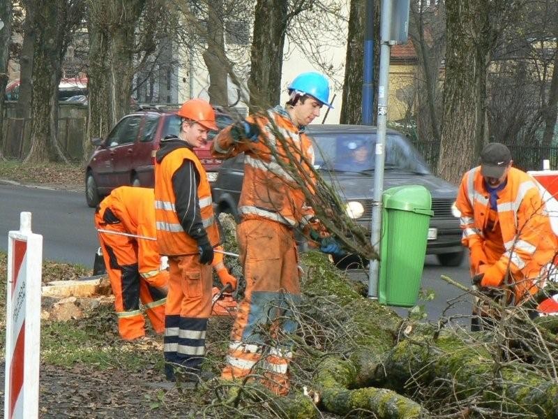 Topole wycięte zgodnie z planem. Teraz frezowanie i „wykopki”