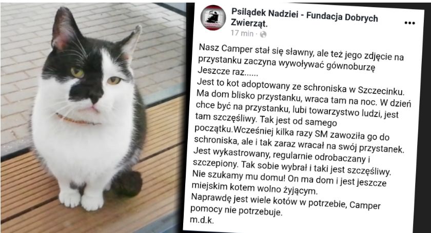 Kot z przystanku w Szczecinku interesuje całą Polskę. Psilądek Nadziei: On ma dom i jest szczęśliwy!