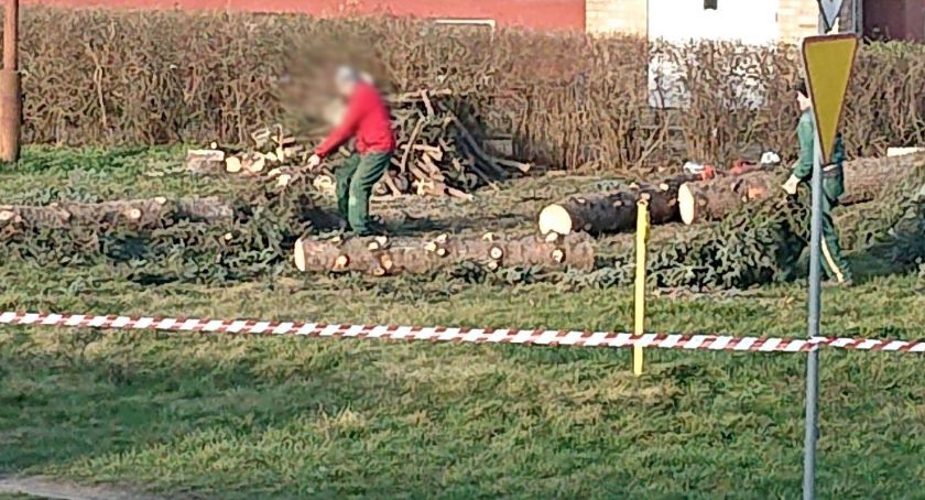 Szczecinek uboższy o kilka dorodnych świerków. Czytelnik: Obraz przyrodniczego pogromu