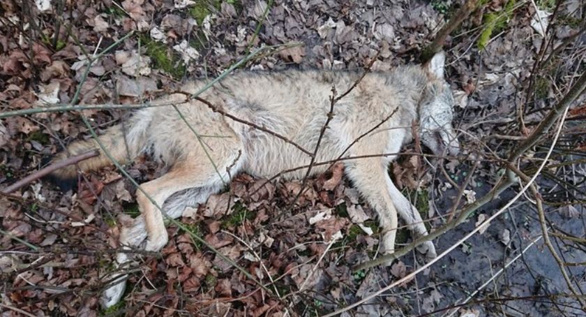 Ciało wilka ze śladem po kuli. Ktoś zastrzelił zwierzę będące pod ochroną!