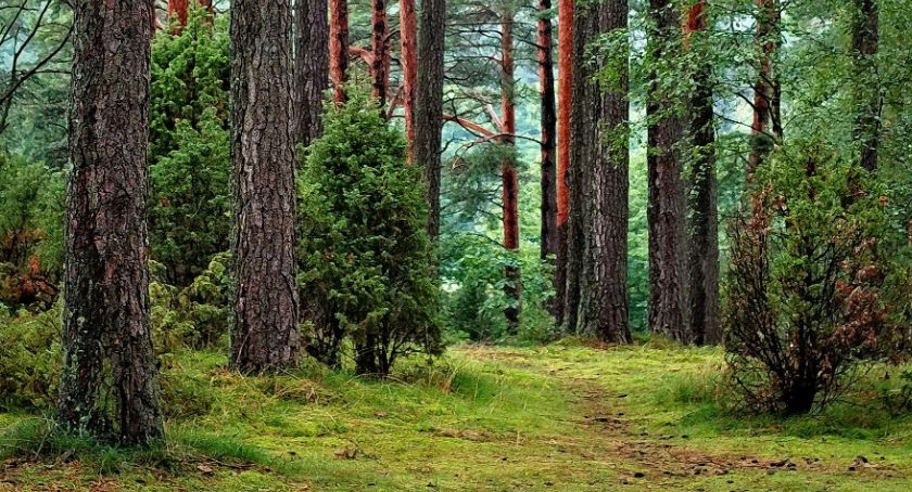 Lasy Państwowe wprowadzają tymczasowy zakaz wstępu do lasu