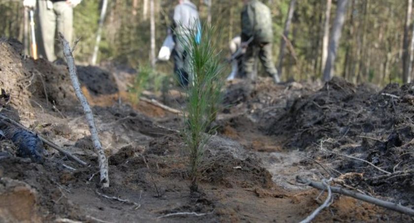 Akcja #SadziMY. Leśnicy rozdawali mieszkańcom Szczecinka sadzonki drzew