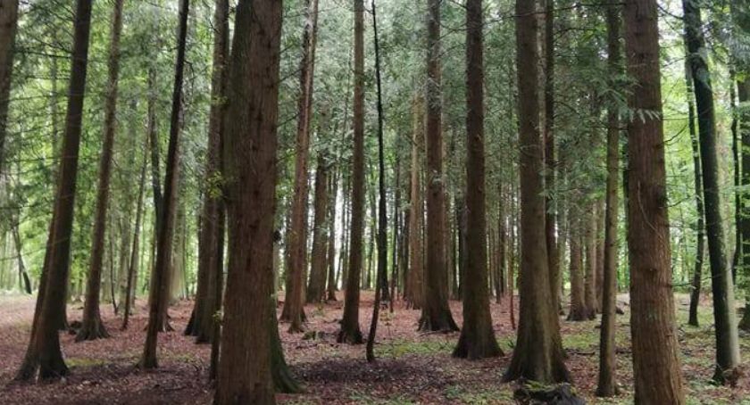 Majówka w lesie? Świetny pomysł! Leśnicy doradzają, jak ją spędzić