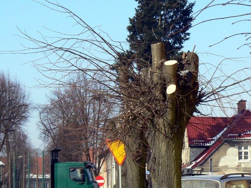Drzewa okaleczone. Będą kary?