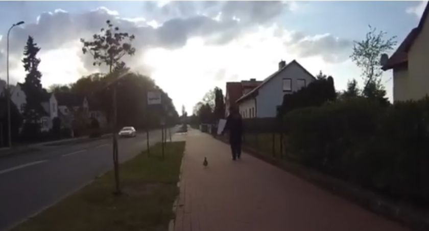 Rodzina kaczek zabłądziła na ul. Kosińskiego. Pomogła Straż Miejska