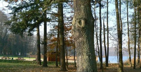 Pomnik przyrody, czy drzewo „Warcisław”? Kwestia nazwy pomnika jest... wciąż otwarta
