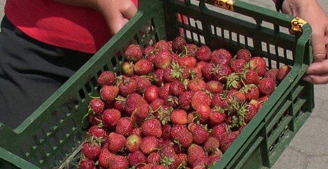 Do Andaluzji na truskawki. Dniówka 37,42 euro