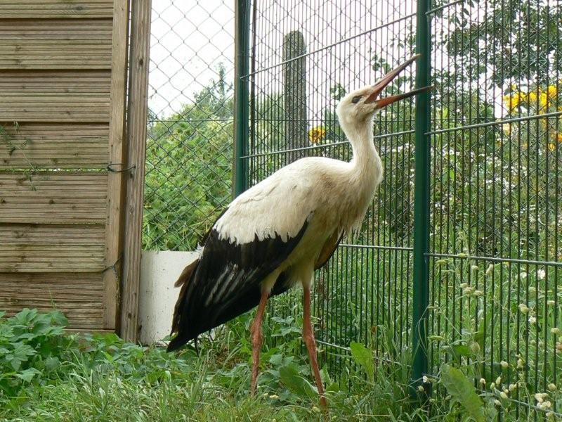 Schronisko dla psów, kotów i... bocianów (audio)