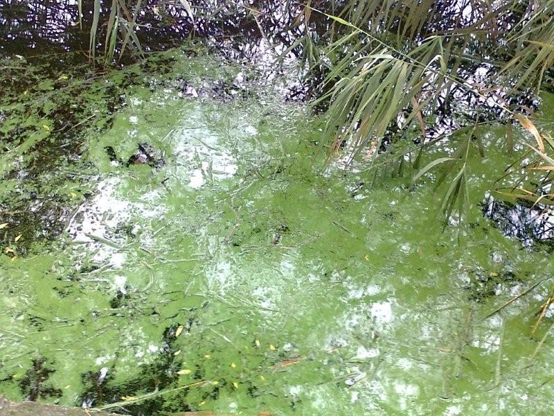 Główny Inspektorat Sanitarny: Decyzja o zamknięciu kąpieliska w Szczecinku była słuszna (posłuchaj)