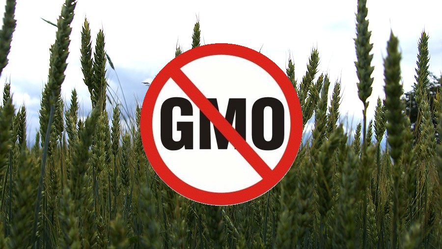 Powiat szczecinecki wolny od GMO? Radni podejmą decyzję dziś