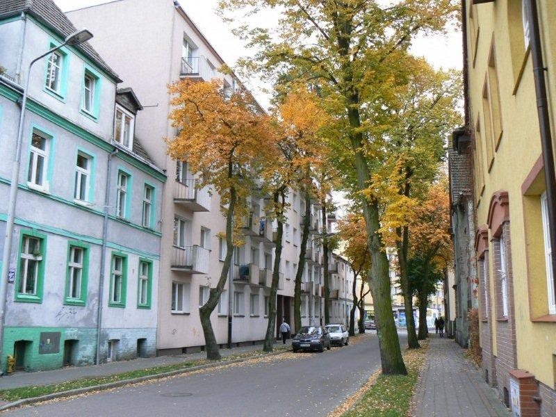 Za rok zakwitną jarząby