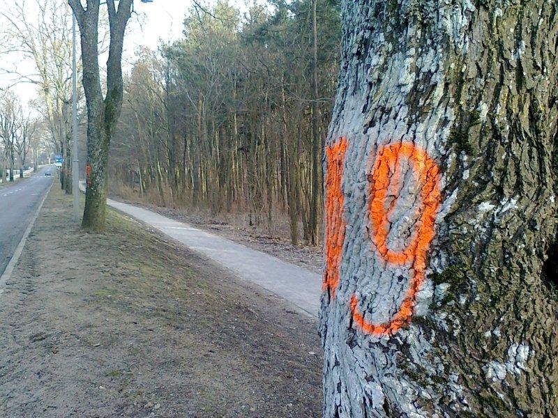 52 drzewa trafią pod topór