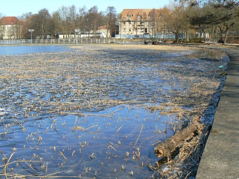 Czy pozbędziemy się bujnych szuwarów?