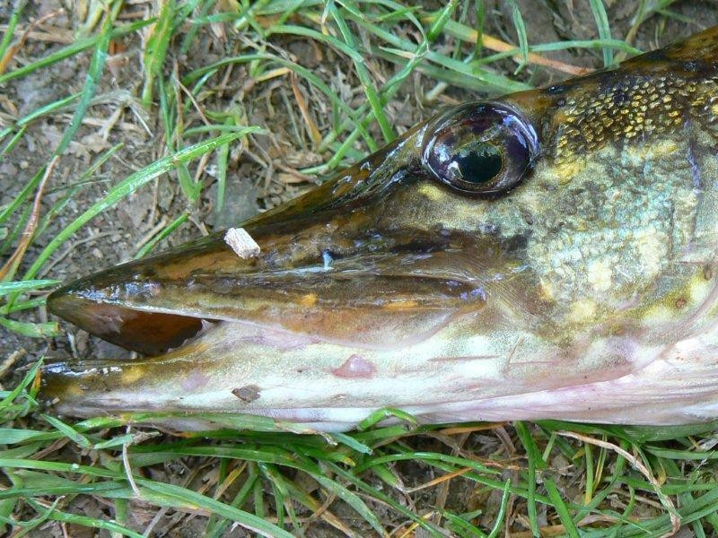 Łapią kłusowników