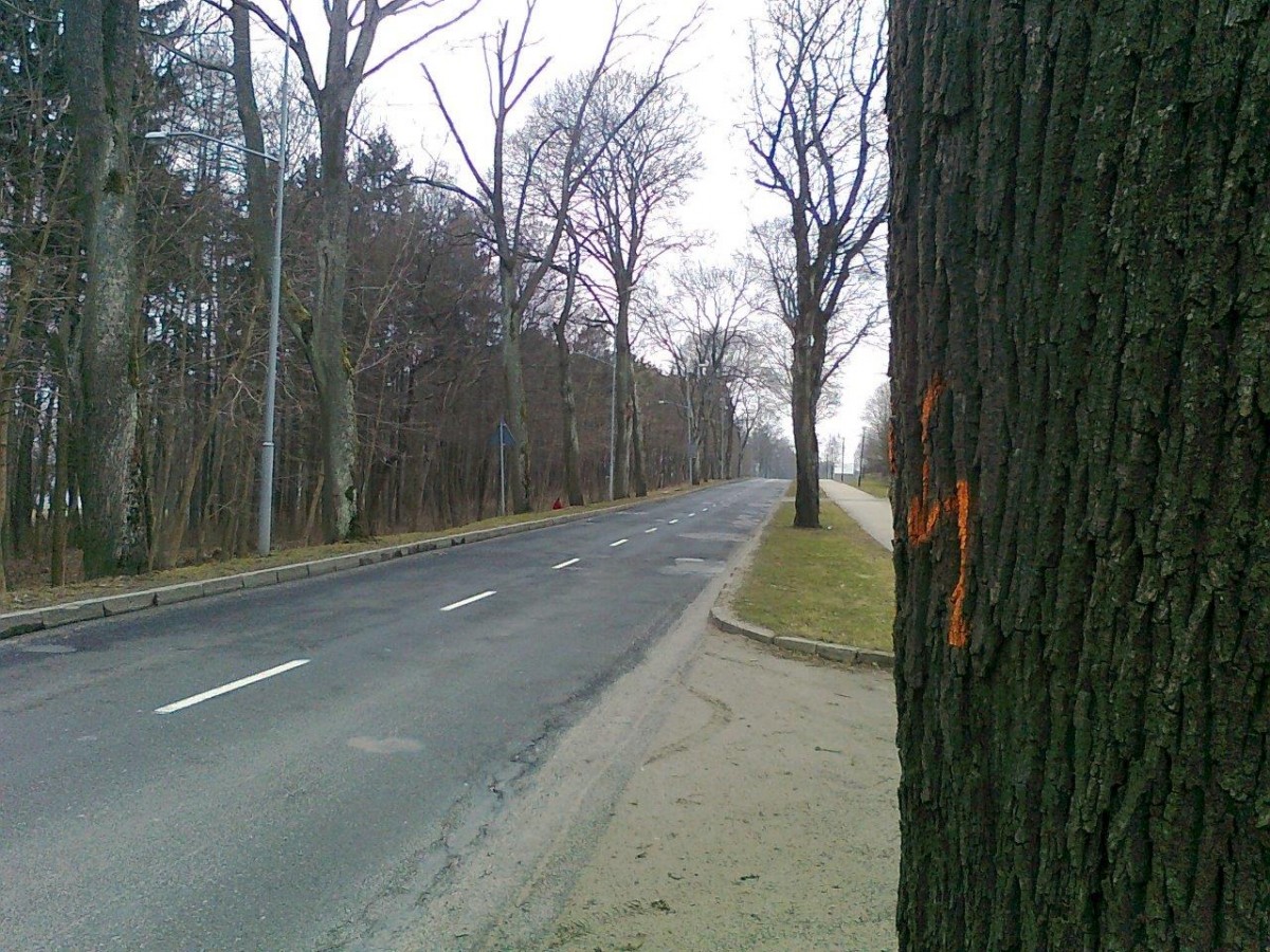 Przygotowania do wielkiej wycinki