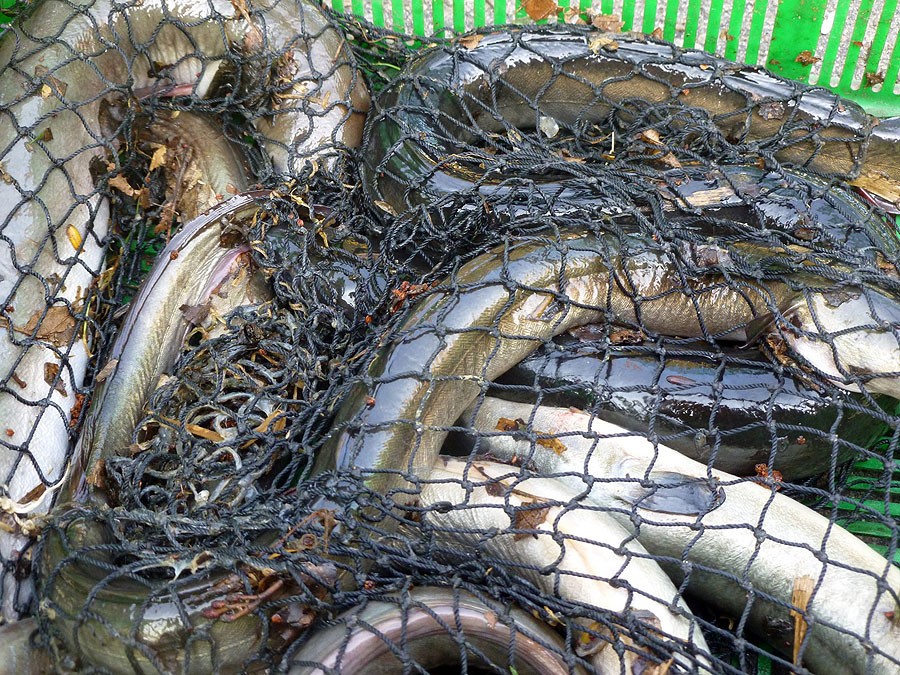 Kłusownik złowił 25 kg ryb – trafił za kratki 