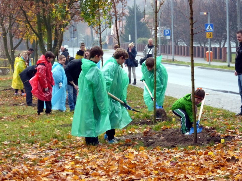 Szczecinkowi przybyły 183 drzewka