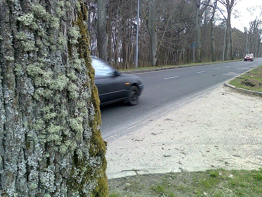 Z braku pieniędzy wycinka poczeka