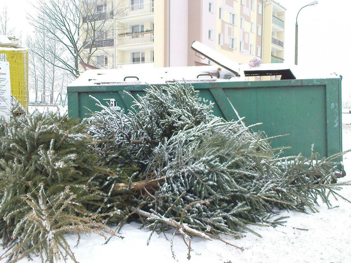Nie wkładaj choinki do pojemnika