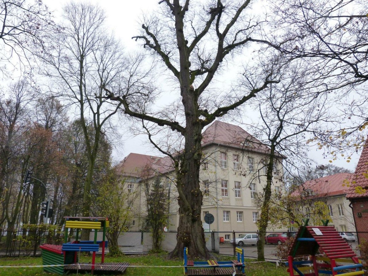 Wyrok na pomniki przyrody. Wiąz idzie pod topór, topola czeka