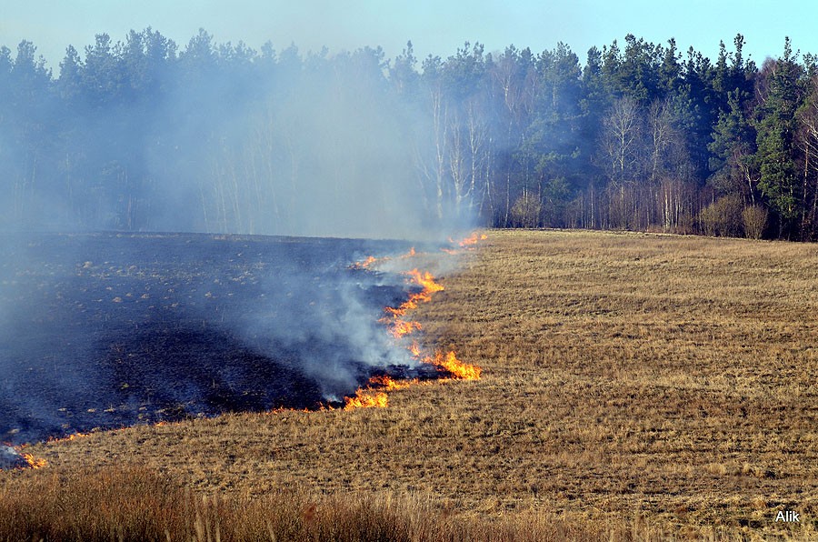 Płoną łąki wokół Szczecinka (akt.)