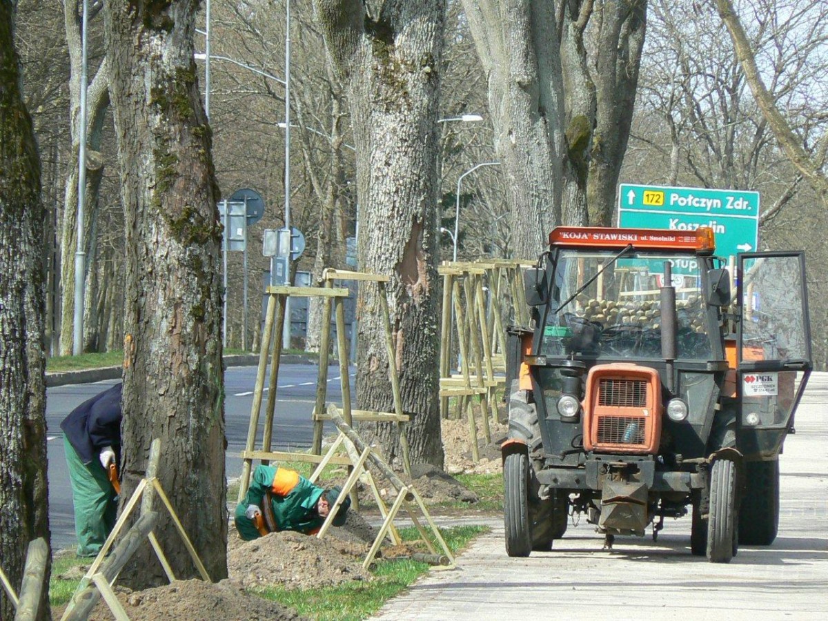 Opinia jest, drzewa stoją, nie będzie (na razie) nowych nasadzeń