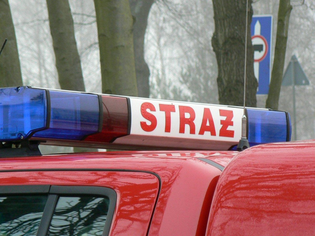 Płonące kominy i trawy. Napadnięty kot na drzewie