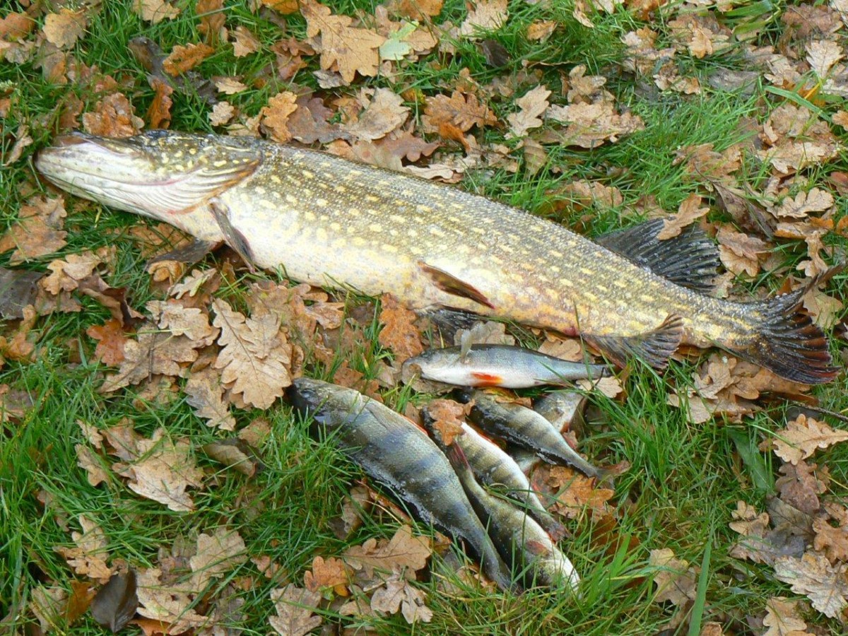 Kradną ryby na potęgę